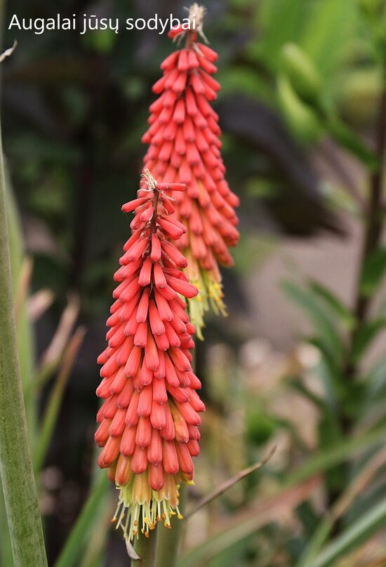 Knifofija (Kniphofia)